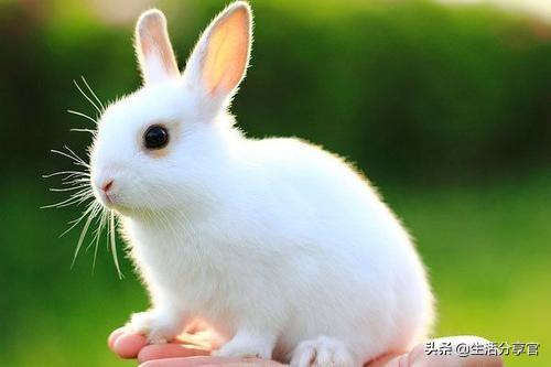 宠物兔一般能活多久寿命?宠物兔一般能活多久寿命呢!