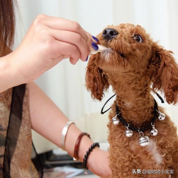 狗子吃粗粮好吗怎么喂