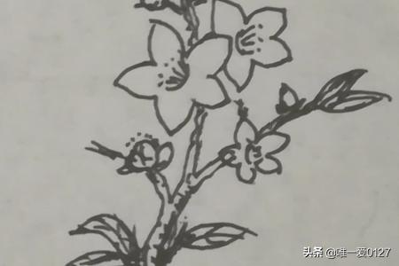 春天的花卉简笔? 春天的花卉简笔画!