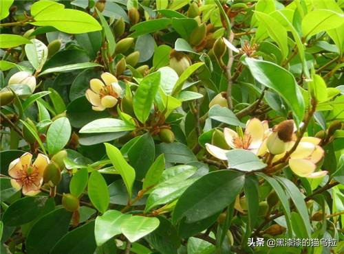 深山含笑花期（深山含笑花期几月份开花）