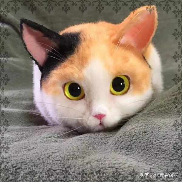 猫不吃东西了怎么办,第2张