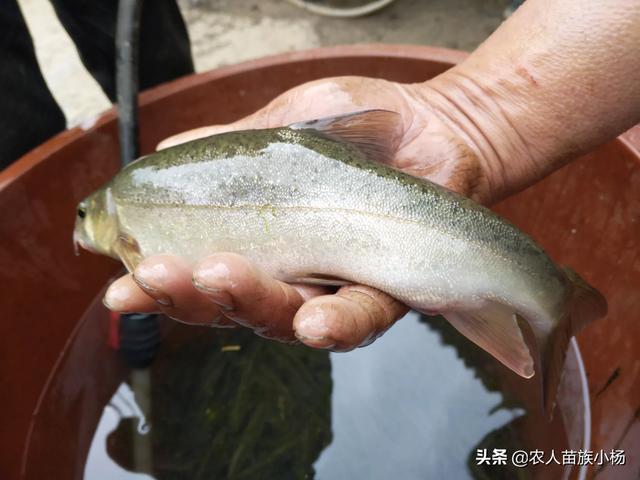 农村养殖什么最赚钱-在广西农村养殖什么最赚钱