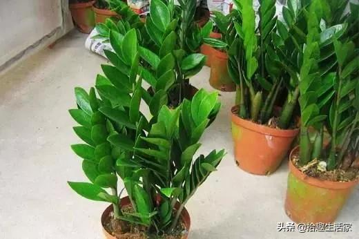 新栽培的太阳花怎么养护和管理