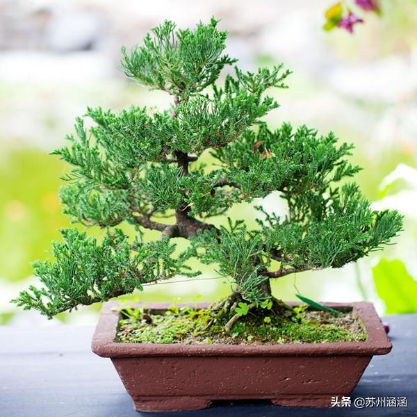 松树子泡水有什么功效(图12)