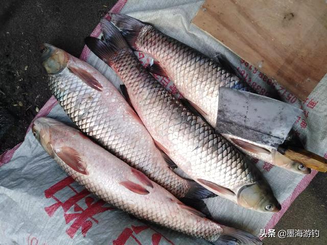 草鱼玉米如何搭配做馅儿(图9)