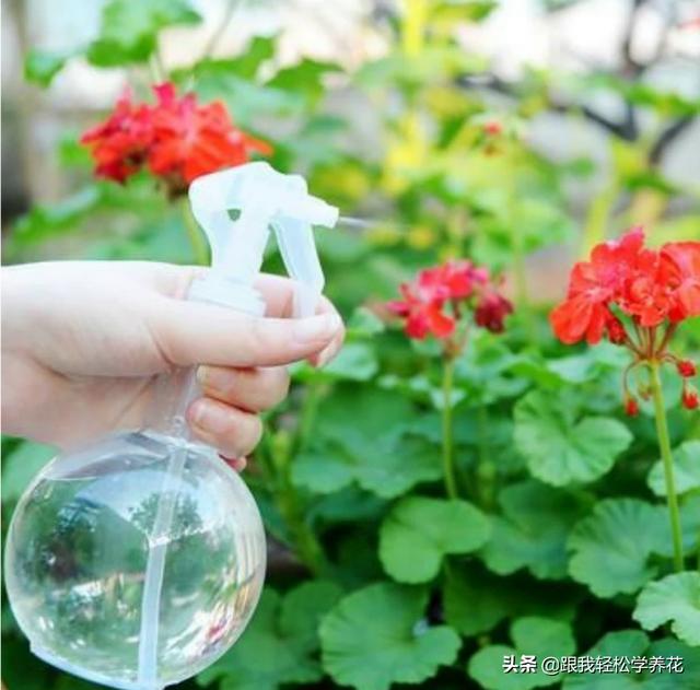 苗木夏季浇水应选择进行效果最好 种植的土壤是