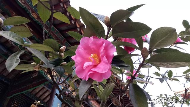 11月必去的云南景点(图16)