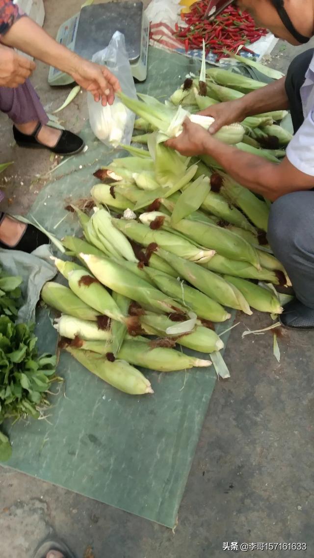 农业科学家在蔬菜种植，农业科学家在蔬菜种植过程中发现