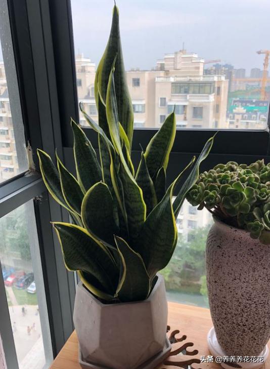 有什么鲜花(有什么鲜花不喜好晒太阳)
