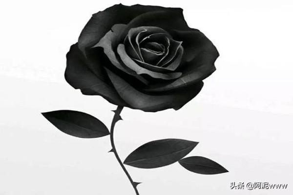 黑玫瑰图片-黑玫瑰图片高级质感