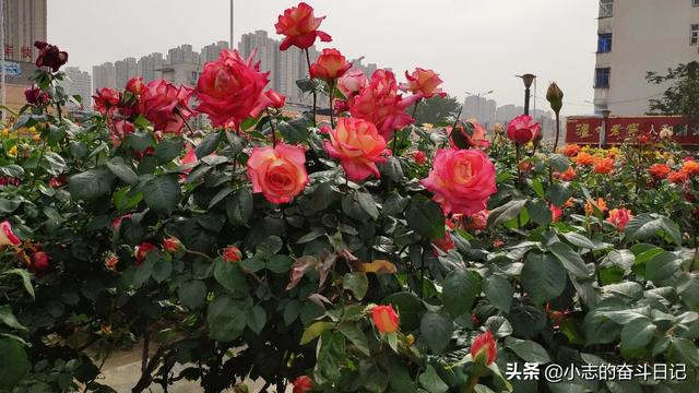 昆明斗南花卉天气?昆明斗南花卉天气预报!