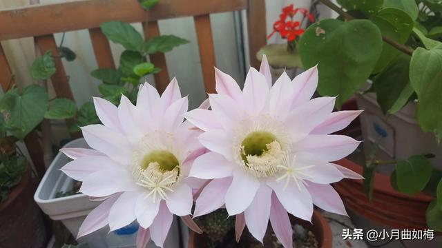 室外花植物盆栽怎么养护和管理(图8)