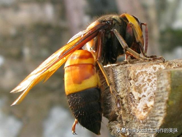 贵州现在养殖什么最赚钱呢 贵州这边适合养牛吗我想知道养十头牛要多少成本？