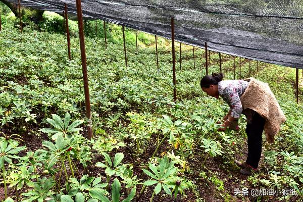 重楼的种植方法，重楼的种植方法和时间