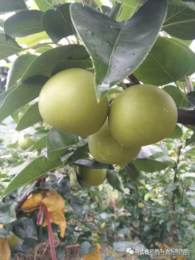 云南曲靖市麒麟区采摘园评价好的农家乐大推荐好玩又巴适,曲靖麒麟区周边农家乐