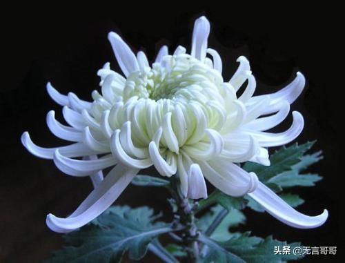 菊花的养殖方法？