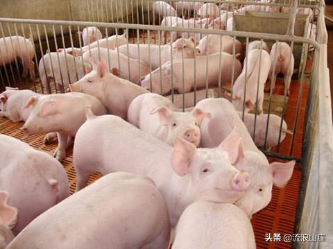饲料企业感悟文化-饲料企业感悟文化内容