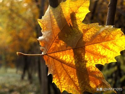 含有数字的四字词语（含有近义词的四字词语）