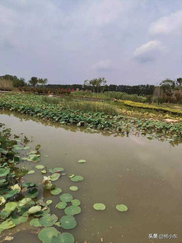 花卉浇水过多怎么补救 种植方法