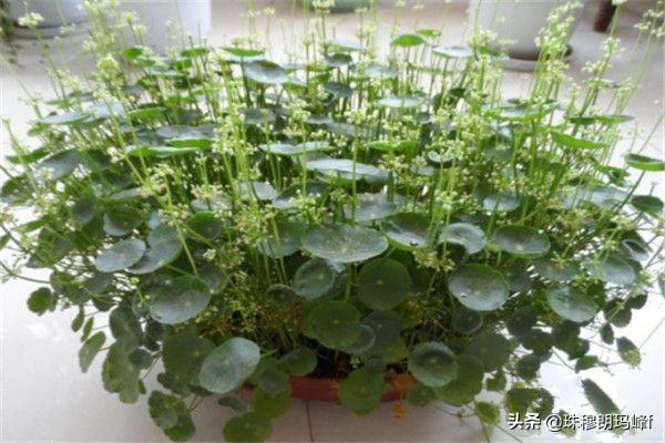 铜钱草如何搭配土壤好呢(图5)