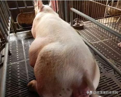 猪价格网手机版app-猪价格网手机版最新