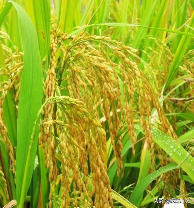 发霉米藏30万被扔了会怎样_生虫的米可以卖给谁？