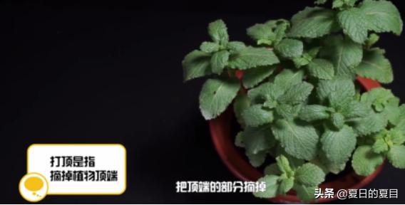 花卉摘心方法?花卉摘心方法有哪些!