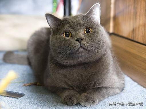 英短蓝猫母猫发腮吗,如何让猫咪发腮成大脸喵?