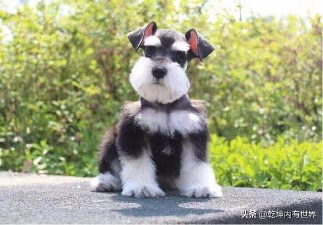 大家的狗狗都让上沙发和床吗,第4张