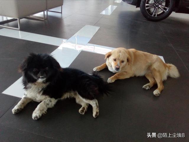 什么寵物容易養?什么寵物容易養活!