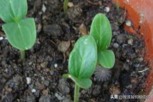 阳台种植黄瓜花期多长,阳台种植黄瓜花期多长时间