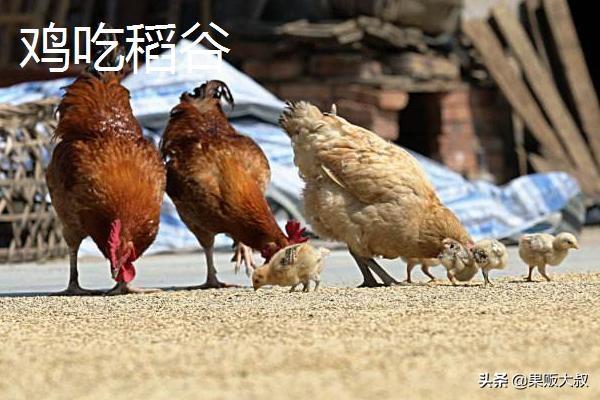 大猪饲料中预混料可少加点吗-大猪饲料中预混料可少加点吗为什么