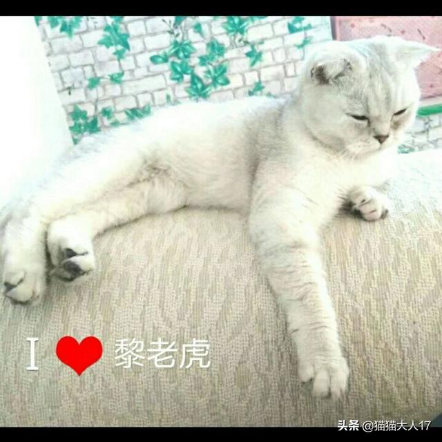 我家的猫咪不吃鱼只吃猫粮，什么办法可以改变现状,第2张