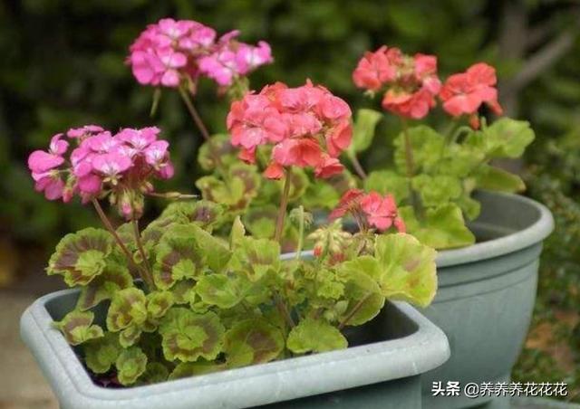 花卉养殖知识分享?花卉养殖知识大全!