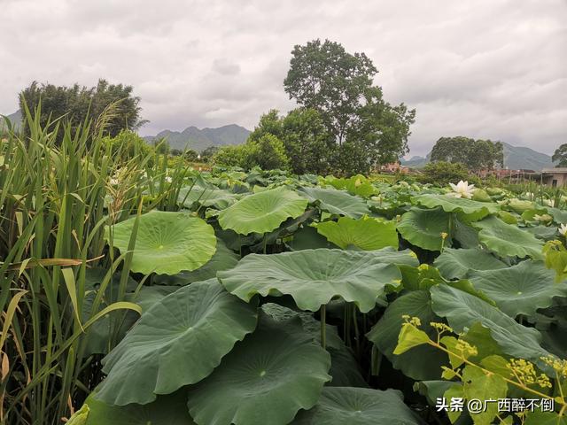 中山最大的花木市场在哪（中山最大花木交易市场）