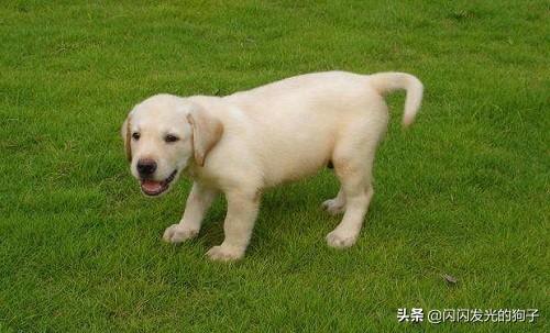 犬伤意外险能报多少_狗狗外伤感染用云南白药行么？