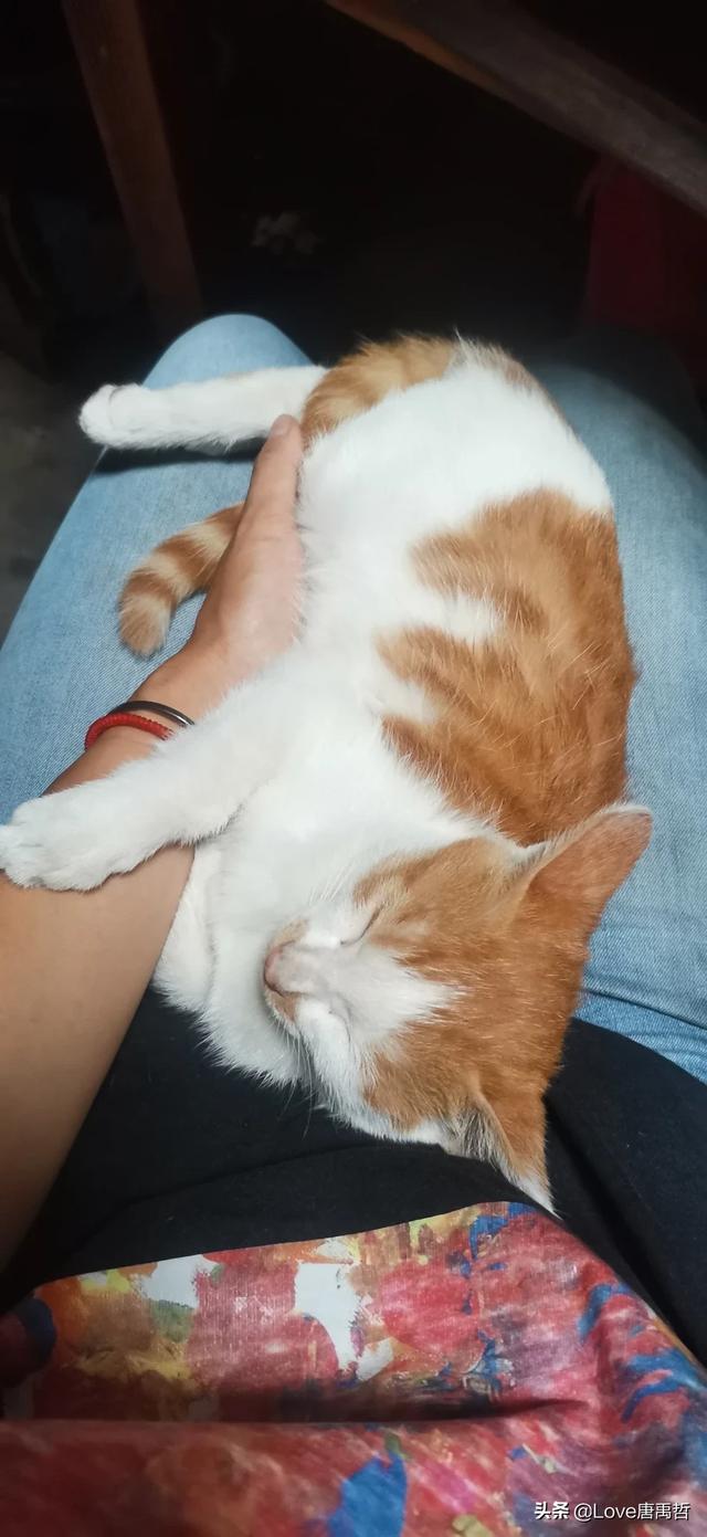 如果不喂猫粮，可以给猫猫做点什么吃