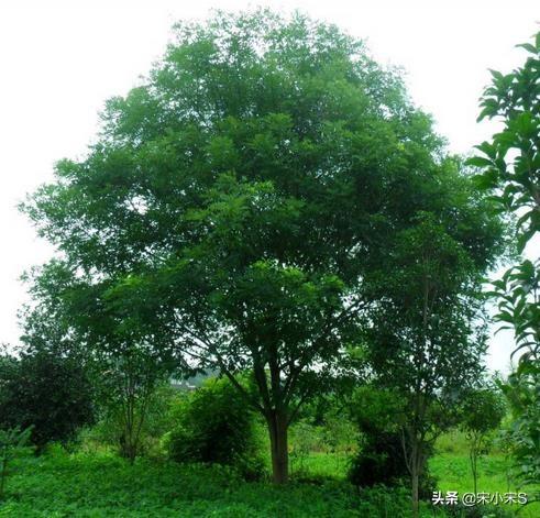 绿化树除虫-绿化树除虫都能喷农药吗