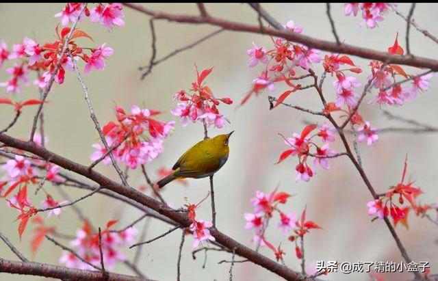 春眠不觉晓古诗解释？：春眠不知晓