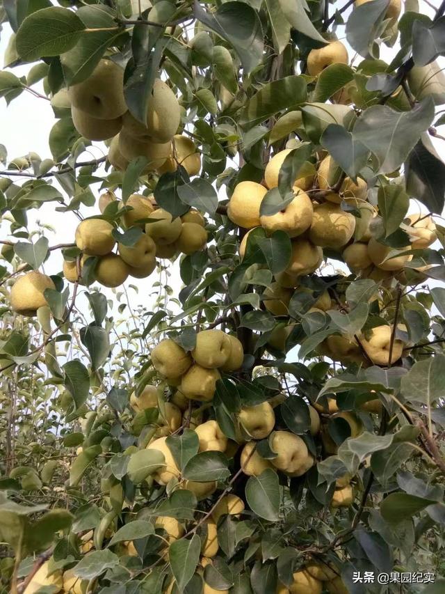 果园种植多样性建议,果园种植多样性建议怎么写