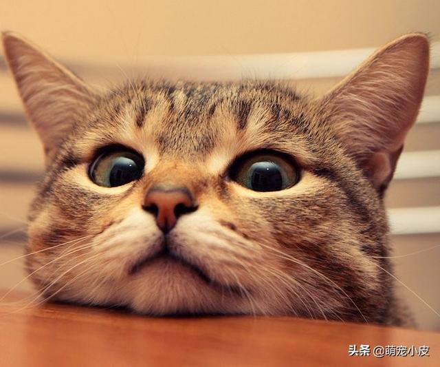 死亡阴影修改器手机版 死亡阴影修改器-第5张图片-随然AIR主题