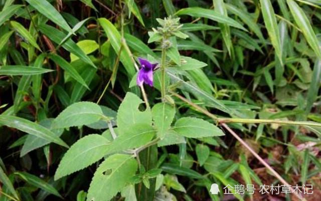 广东凉草做法（凉草种植与收割？）