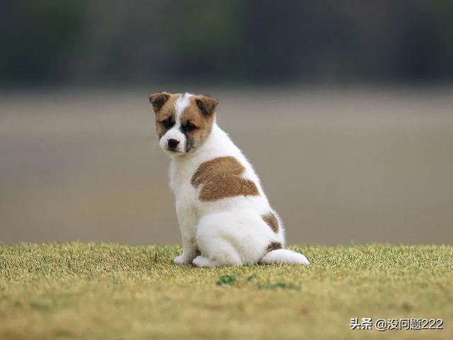 狗有没有胆,第2张