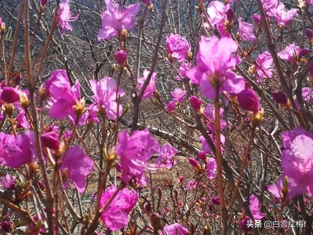 过年的花卉果?过年的花卉果实有哪些!