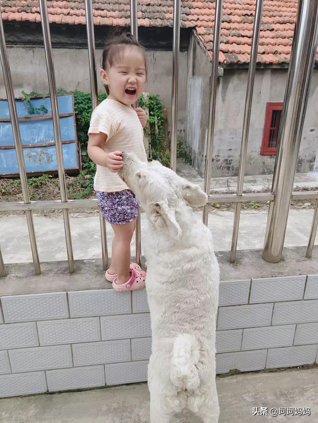 寵物與嬰兒?寵物與嬰兒故事!