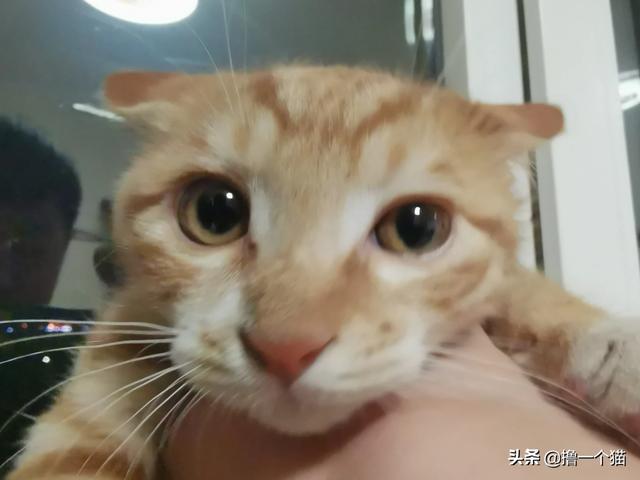 家猫的眼睛为何夜晚不会发光