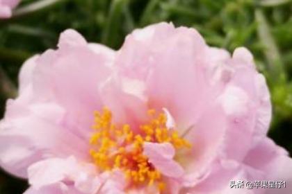 太阳花春季插扦怎么养护和管理(图3)