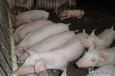 公猪死精怎么调节饲料-种公猪死精用什么药调理?