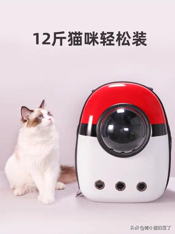 准备去接领养的猫咪，需要带些什么呢,第5张