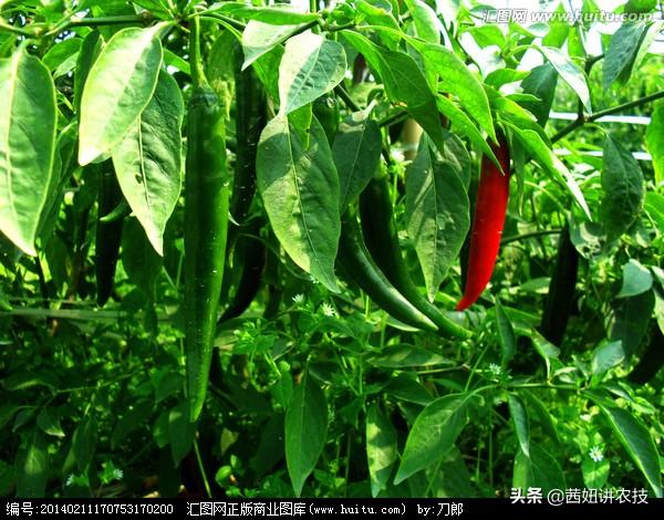 阳台芽菜种植方法,阳台芽菜种植方法视频